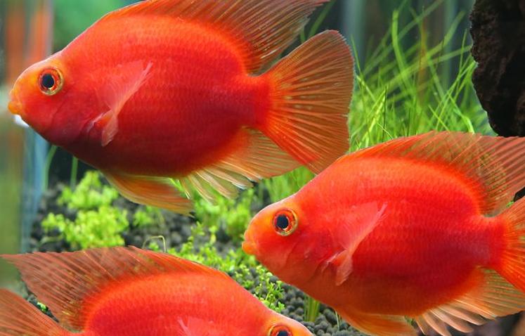 鹦鹉鱼突然变白打蔫怎么救治,鹦鹉鱼变黑怎么回事怎么治疗