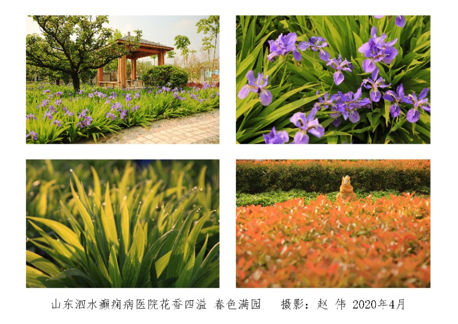 山东泗水癫痫病医院花香四季情暖人间——赵伟摄影、撰文