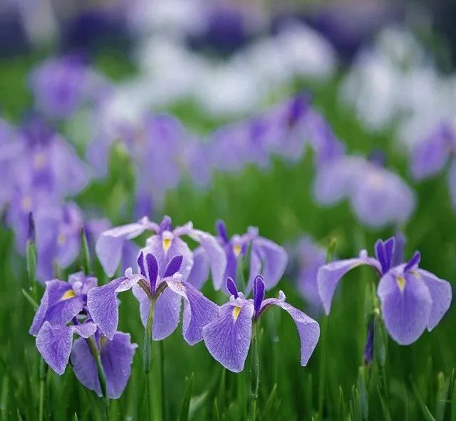 雨水花园植物区,雨水花园水生植物