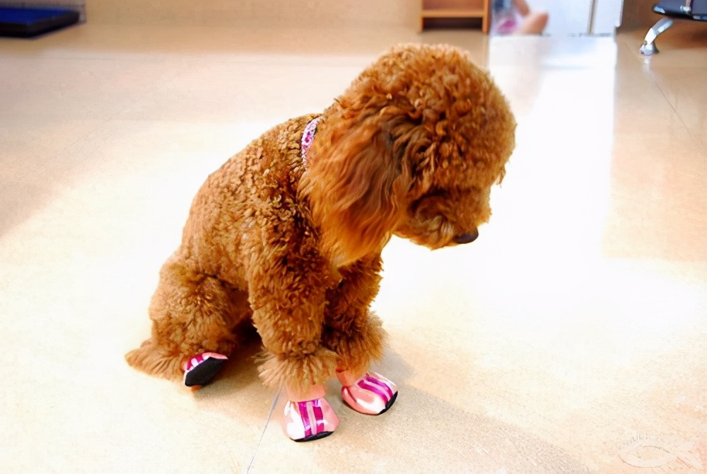 泰迪便便很软很粘怎么办,泰迪幼犬便便很软很粘怎么办