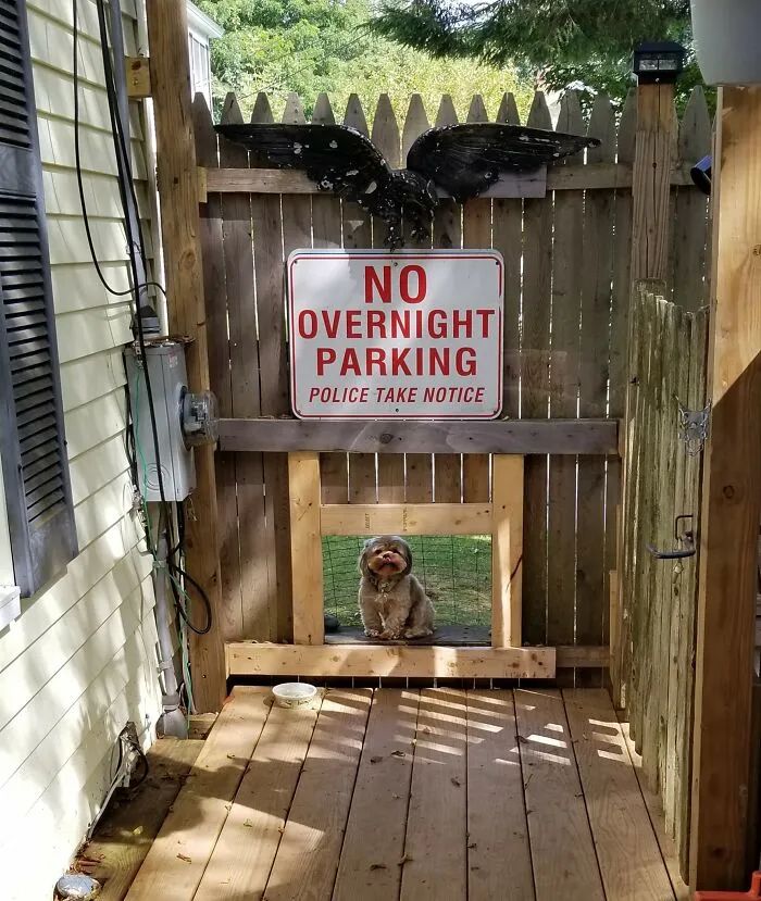 整天说爱狗，你究竟可以做到哪些呢？