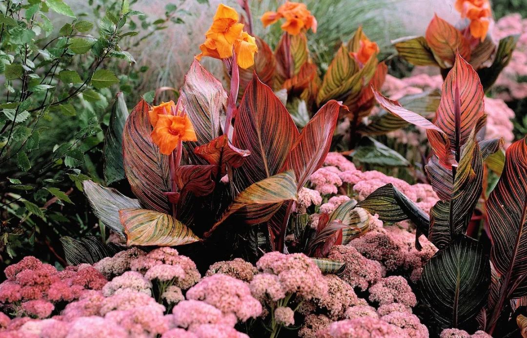 被低估的植物,被低估的水培花卉