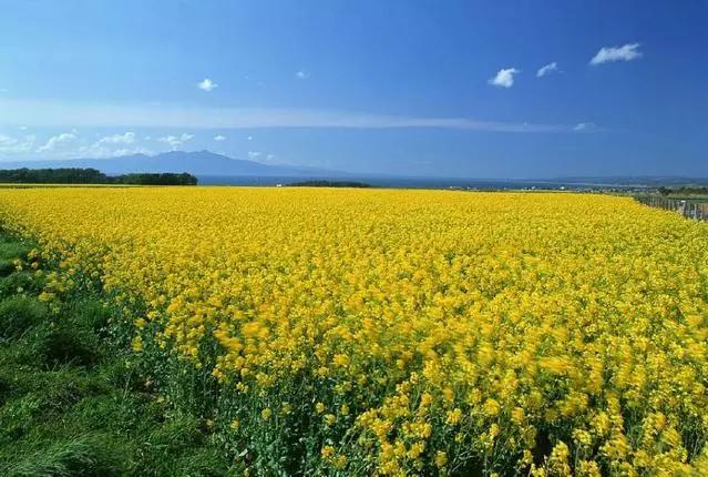 一个叫做欧维的男人决定去死感悟,一个叫欧维的人决定去死感悟