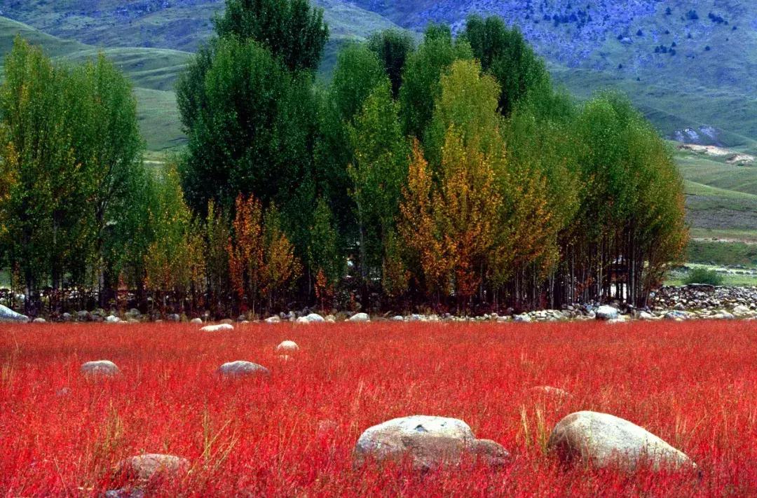 去稻城亚丁打工,九月去稻城