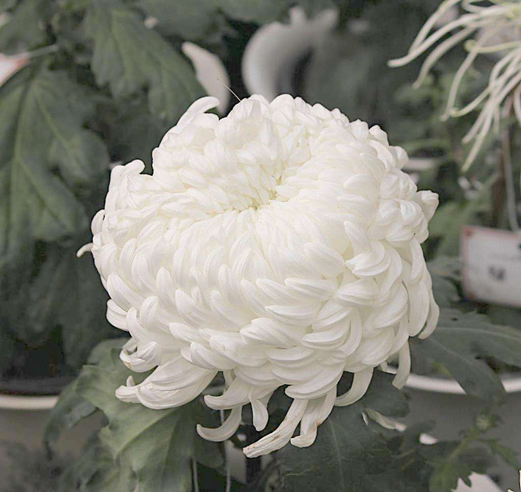 菊花常见病虫害及防治技术,什么菊花四季开花无病虫害