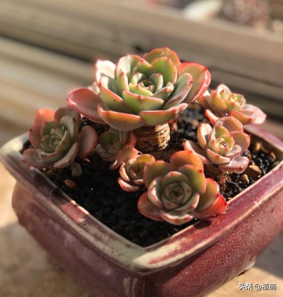 单头奶油黄桃容易爆头吗,奶油黄桃怎么养出状态