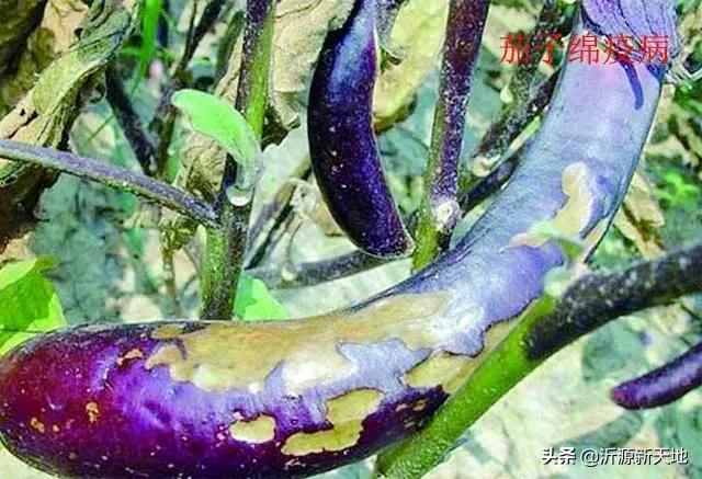 真菌细菌病害区别,作物真菌和细菌识别方法