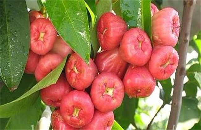 莲雾开花后还能修枝吗,莲雾开花怎么保花保果