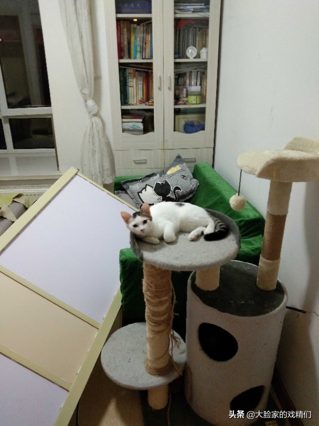 你这样的白橘猫，叫我怎能不爱？