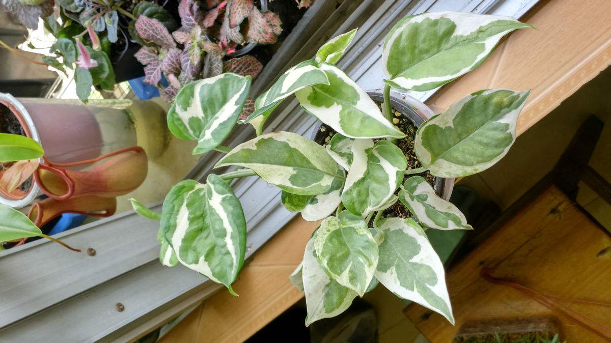 绿萝叶子越长新叶子越小怎么回事,绿萝叶子有大有小怎么办