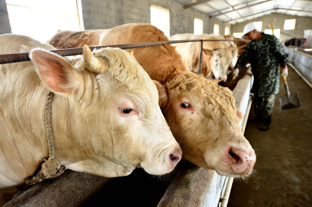 水牛很温顺吗,水牛比黄牛好养