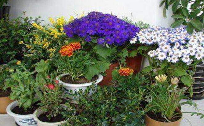 买到假营养土怎么补救,正规的营养土怎么选