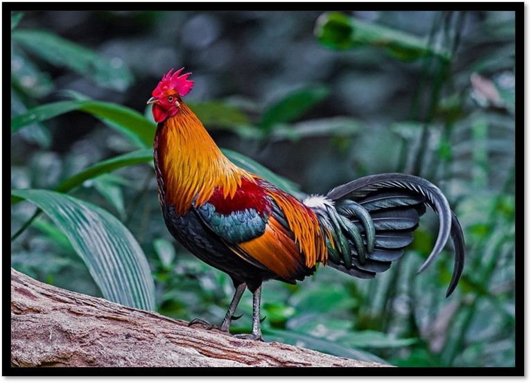 鸭肉比鸡肉嫩,鸭肉比鸡肉红怎么回事