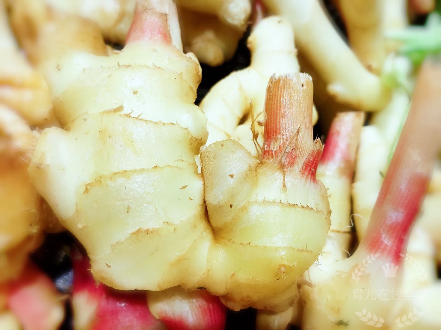 产后回奶有什么好的方法,产后要回奶的话有什么办法