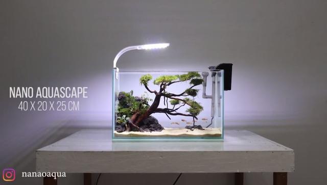 莫斯树到底好不好,莫斯树是什么