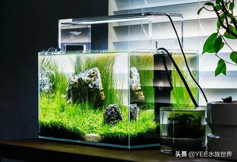 养鱼水浑用什么药,养鱼水浑