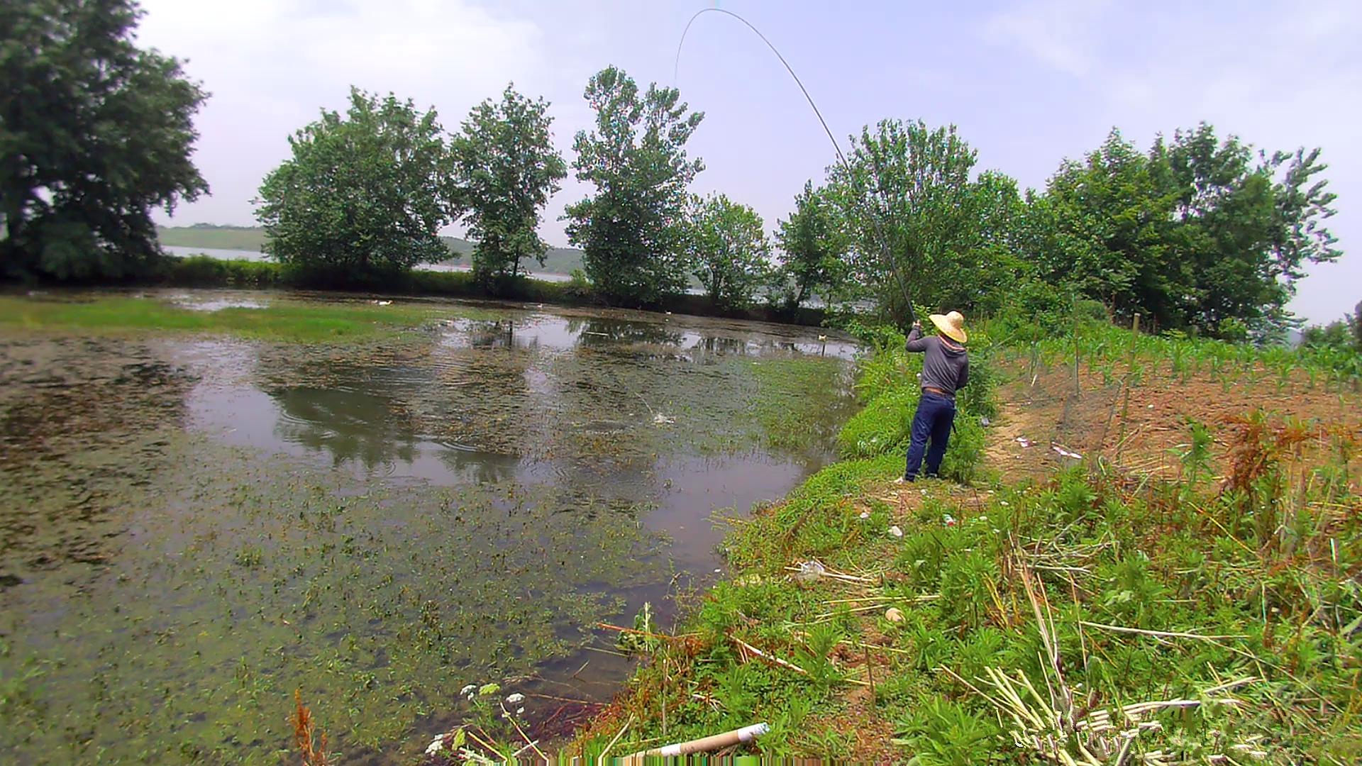 手竿钓黑鱼方法与绝招,手竿钓黑鱼什么饵好视频