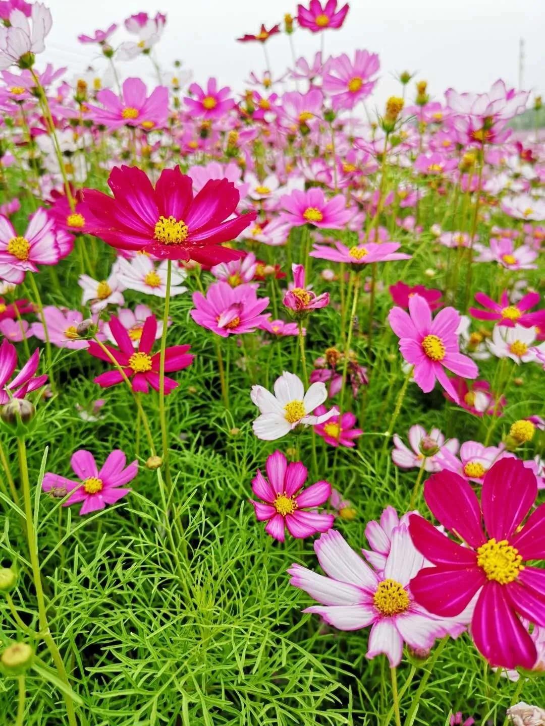 美美美！余杭七大花海组团来袭，遍地繁花好似人间仙境