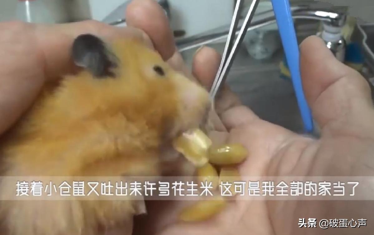 仓鼠太小了牙太长了怎么办,仓鼠牙齿怎样才算健康