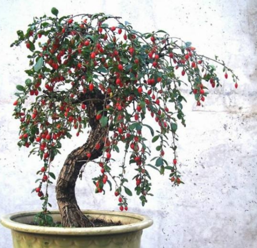 野采枸杞树怎么做盆景,怎么制作枸杞树盆景