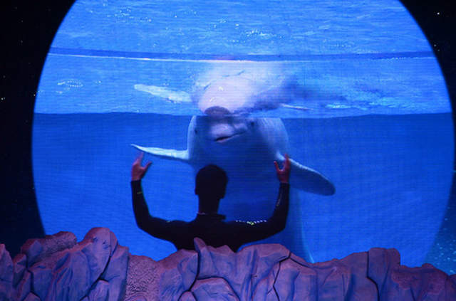 珠海长隆海洋王国游玩简介攻略,长隆海洋王国玩1天