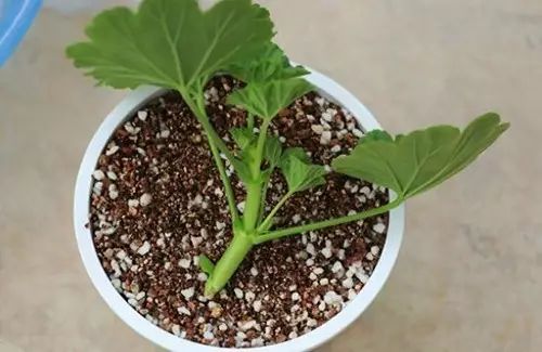 十种最省钱的扦插方法,最简单的扦插方法赶紧学起来吧