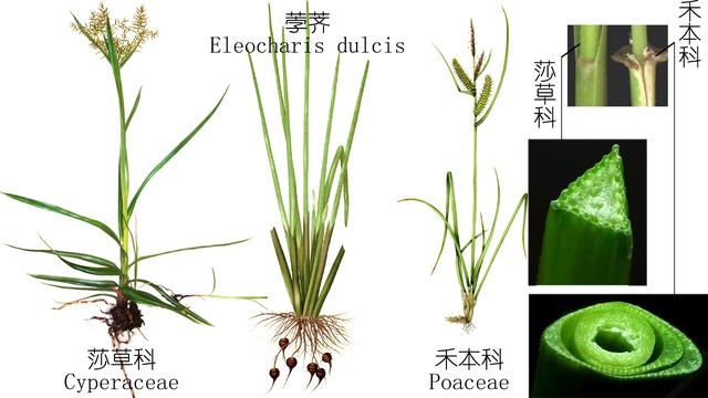探索荸荠︱以及西关“泮塘五秀”是什么、何为江南“水八仙”？