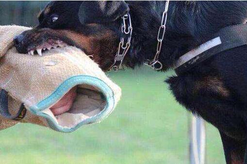 主人对狗狗做的6件事,主人做什么动作狗狗会开心