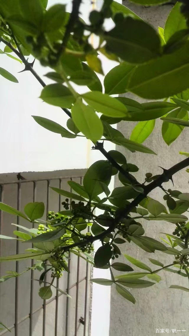 阳台上禁忌种植花椒树,阳台花椒树