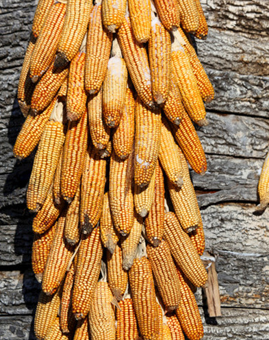 乡情散文：庄稼院儿的种地“留种”