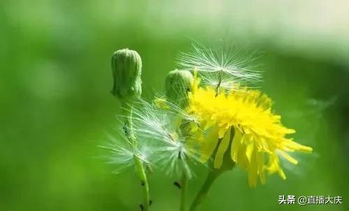 长期用蒲公英泡水喝会怎样,长期用蒲公英泡水喝对肾脏有害吗