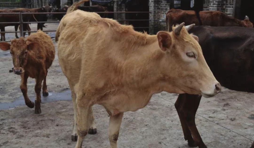 牛食盐中毒怎么补救,牛食盐中毒