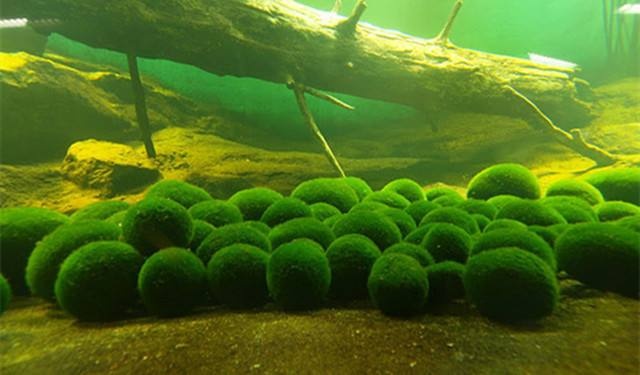 进口医用冷敷贴价格,medicalcoolingpaste医用冷敷贴