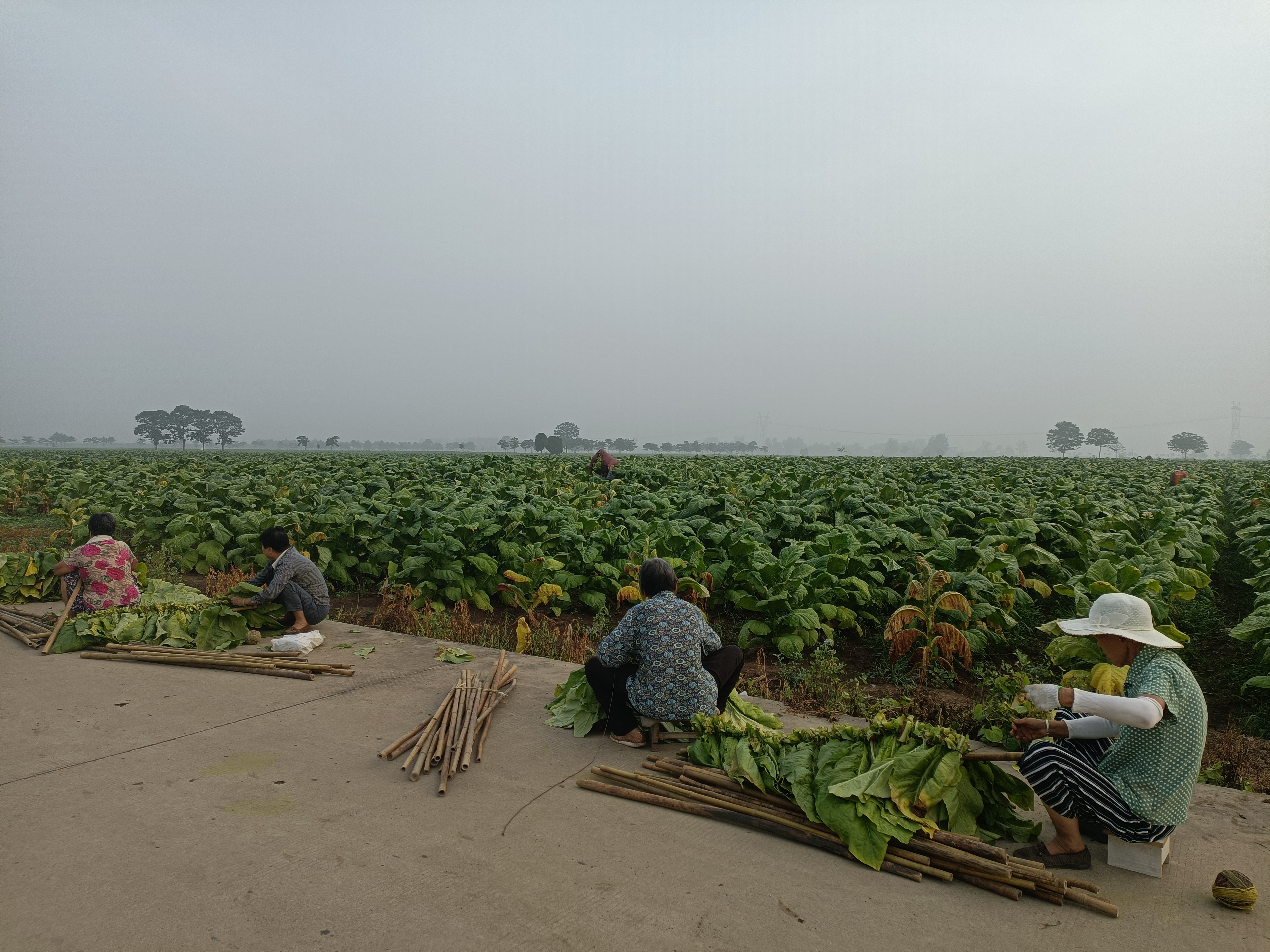 襄城县烟叶王国的故事,襄县烟叶来历