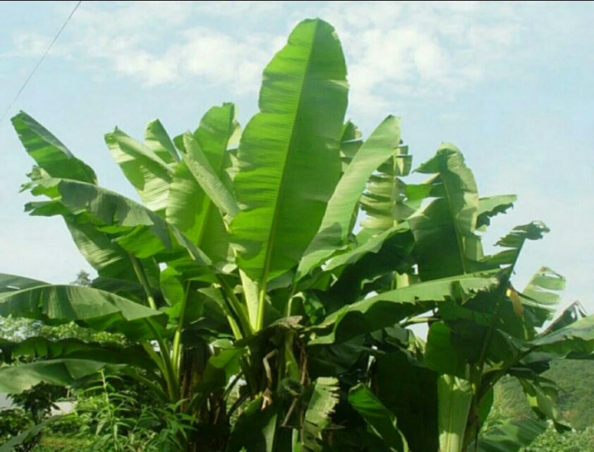 芭蕉树用什么土壤,芭蕉树的价值和功效