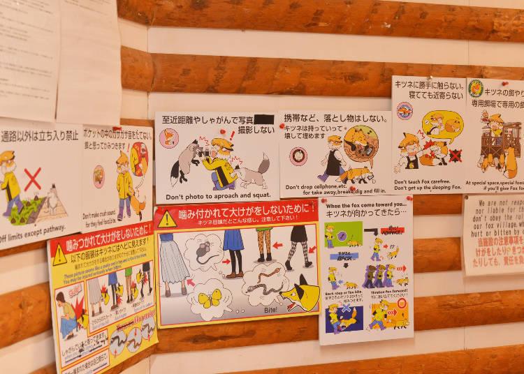 日本藏王狐狸村旅游,藏王狐狸村在哪里