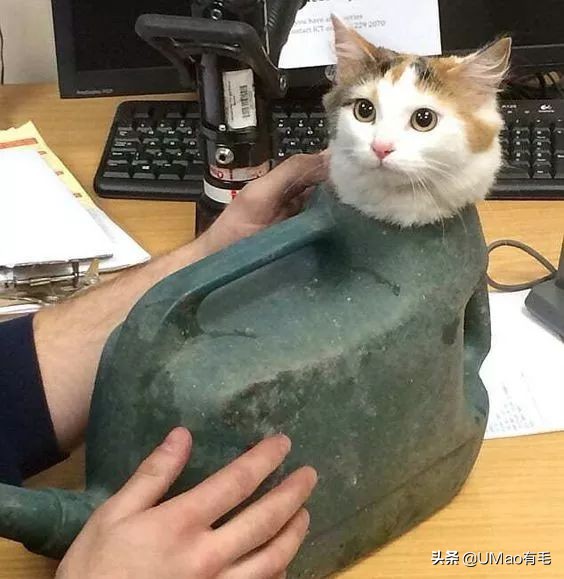 猫能被东西卡住动不了吗,猫好像被什么东西卡住一样