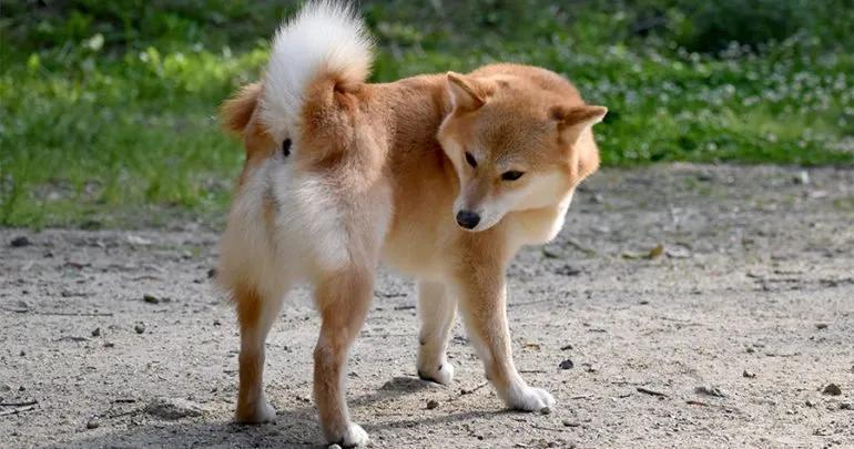 狗狗的肛门腺有什么用,需要挤吗?