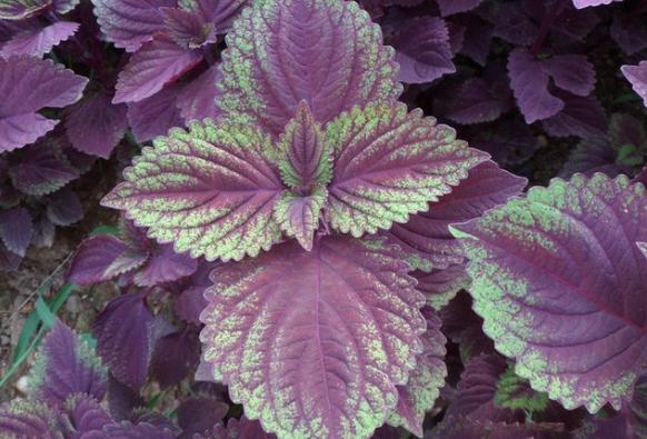 整合——28种青草药,赶快收藏备用!