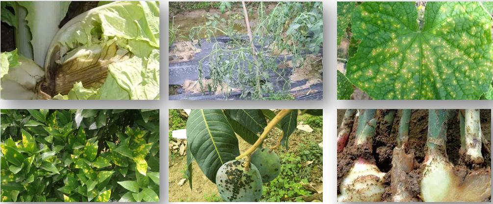 大蒜素能预防真菌感染吗,大蒜素治疗细菌感染