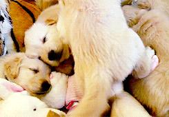 狗狗的宝宝,狗狗的宝宝日常