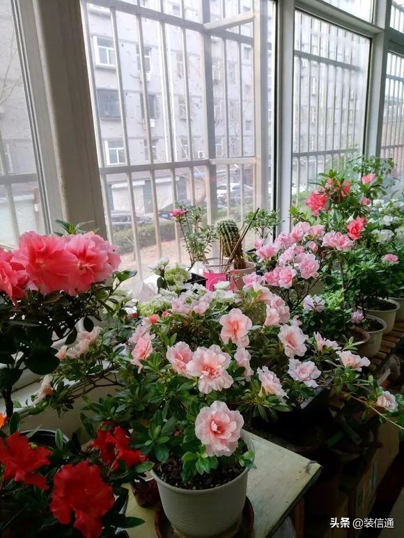 养花热门小常识大全,养花的几个小常识视频