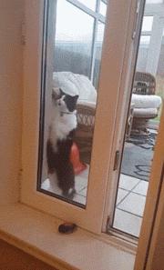 猫咪能明白人在哭吗,猫咪长大了一点为什么还总是叫