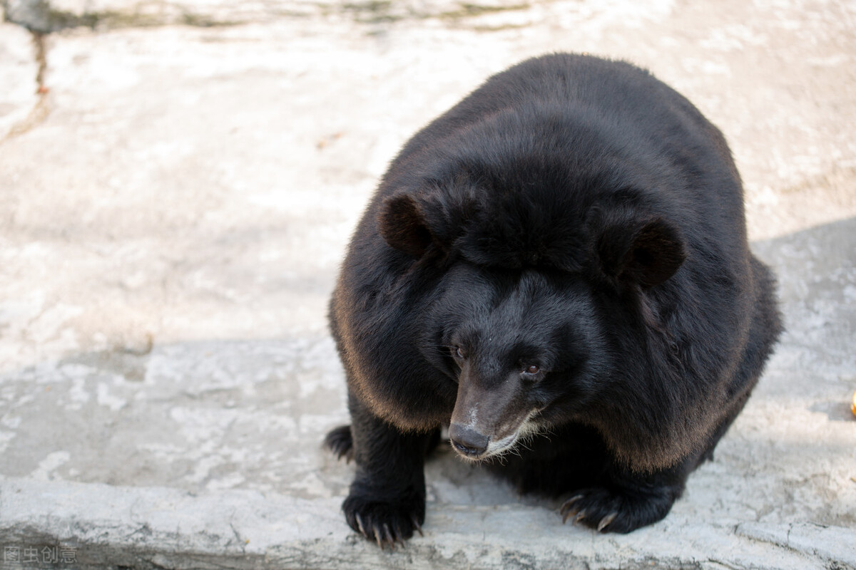 粗心的猎人,猎人打狐狸自己受伤脑筋急转弯