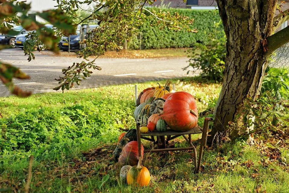 荷兰人身体素质,荷兰人素质怎么样