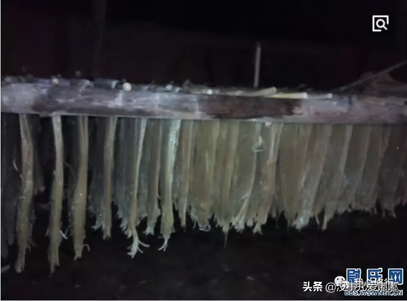 正宗红薯粉条,怎样下红薯粉条