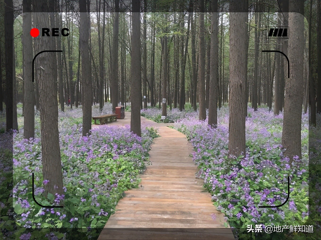 南京江心洲踏青,南京江心洲赏花