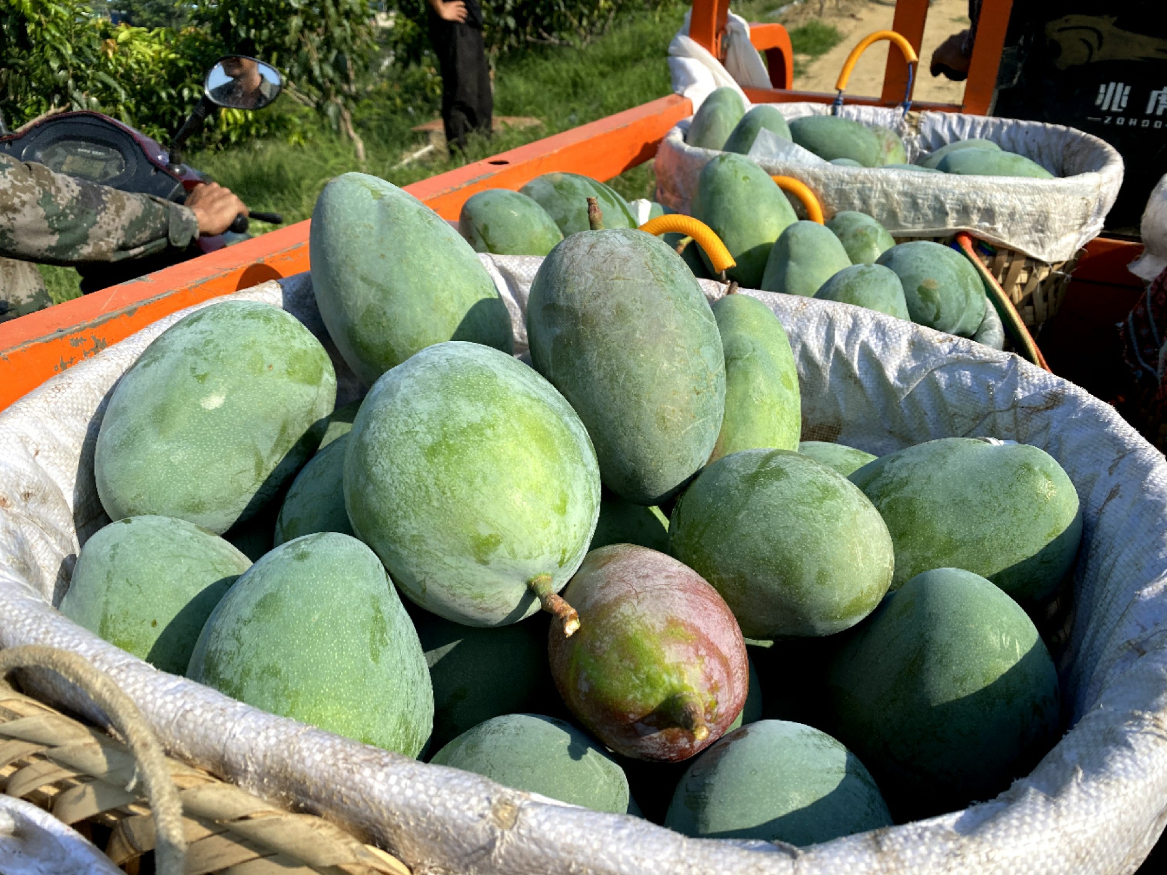 芒果切开没熟怎么催熟,实用生活小技巧芒果没熟怎么办