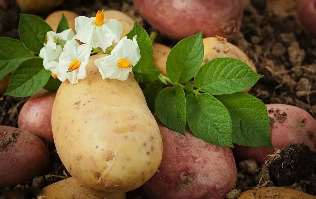 你对霸道的力量一无所知是什么梗,你对宇智波的力量一无所知日语