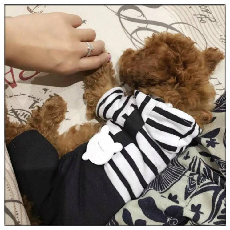 当你的宠物有残疾你会怎么样,宠物生病但是没钱救治怎么办呢